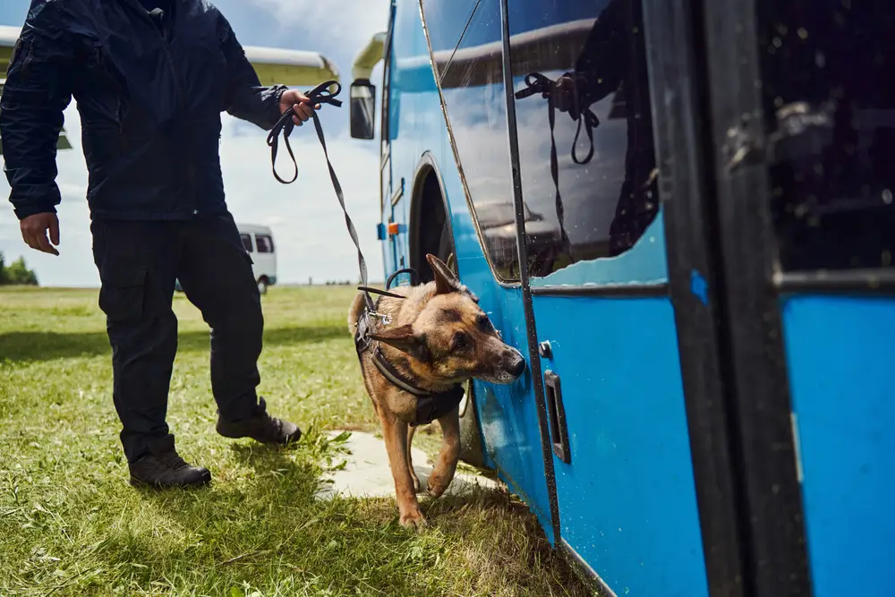 Chien de détection de stupéfiants inspectant un bus bleu lors d’une opération de contrôle avec son maître-chien.