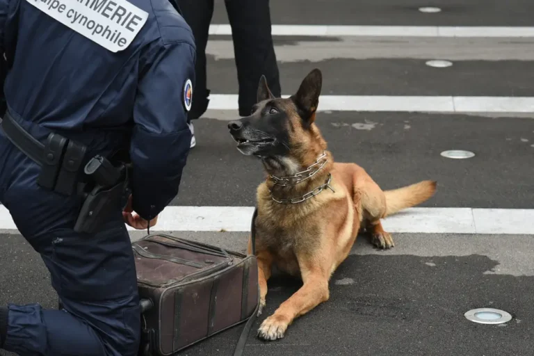 Gendarme maître-chien : la cynotechnie en gendarmerie