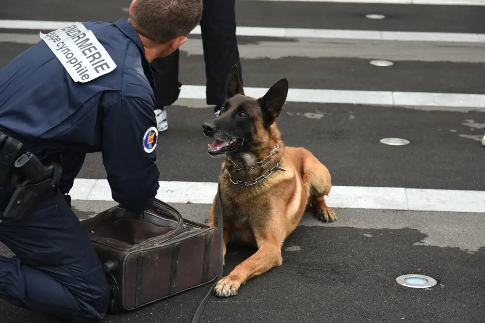 Gendarme de l'équipe cynophile agenouillé auprès de son chien Malinois, illustrant leur complicité au quotidien.
